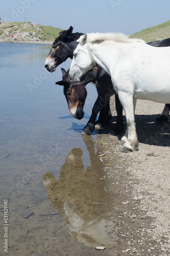 Tre cavalli si specchiano nell’acqua del lago Scaffaiolo fra le montagne dell’Abetone in Toscana photo