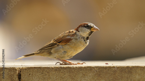close up shot of a sparrow