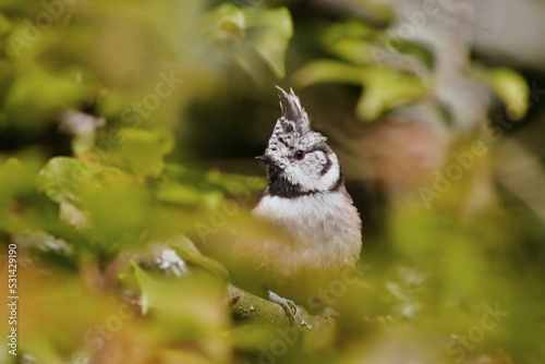 Beautiful portrait of a crested tit. Lophophanes cristatus. Titmouse with crest sitting on the tree twig. Wildlife scene from european nature.