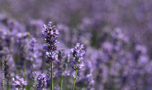 Lavender and lavender field on blurred background