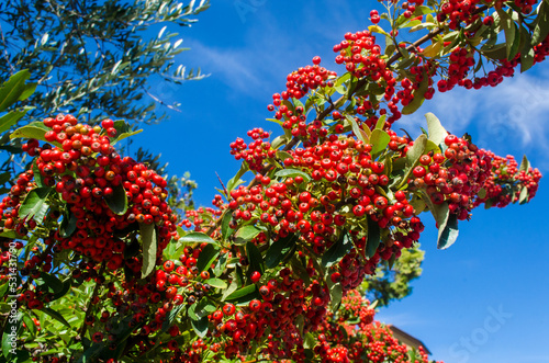 Le bacche rosse della pyrachanta rogersiana, detta agazzino, si stagliano sul cielo azzurro photo