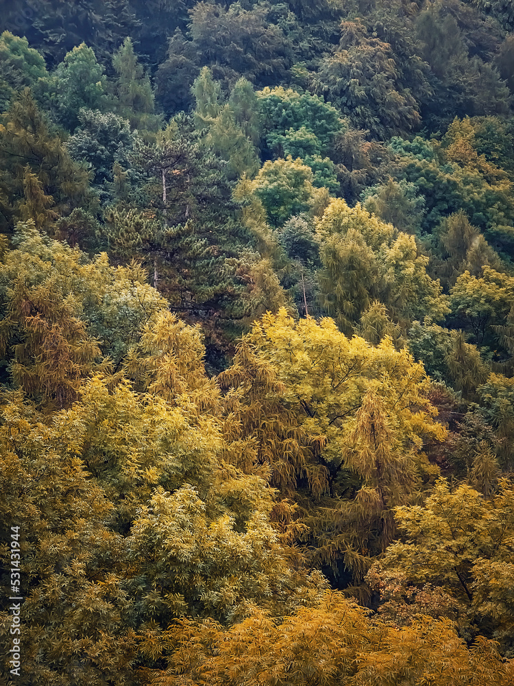 Colorful autumn trees texture. Natural scene of a forest with different colored leaves, fall season vertical background
