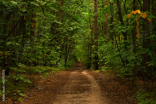 path in the woods