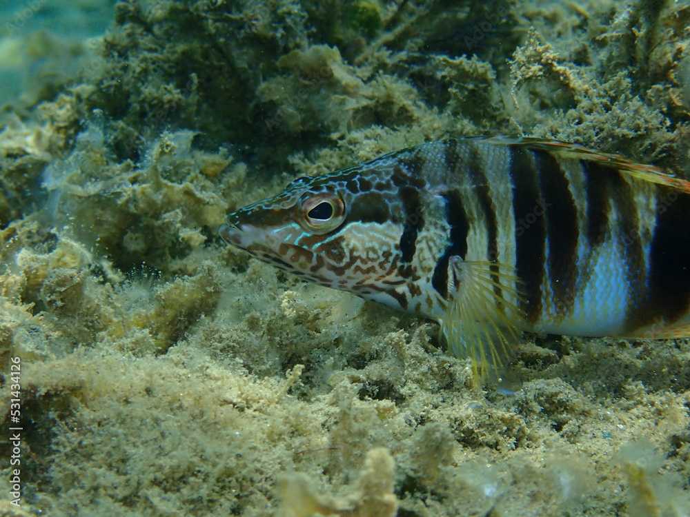 Painted comber (Serranus scriba) undersea close-up, Aegean Sea, Greece, Halkidiki Painted comber (Serranus scriba) undersea close-up, Aegean Sea, Greece, Halkidiki
