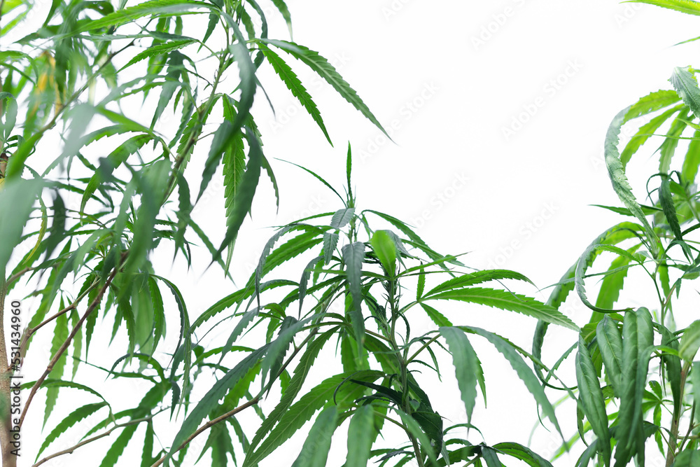 Obraz premium Marijuana grows from the soil, isolated on a white background