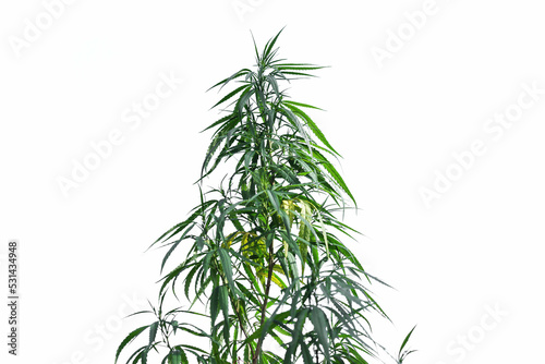 Marijuana grows from the soil  isolated on a white background