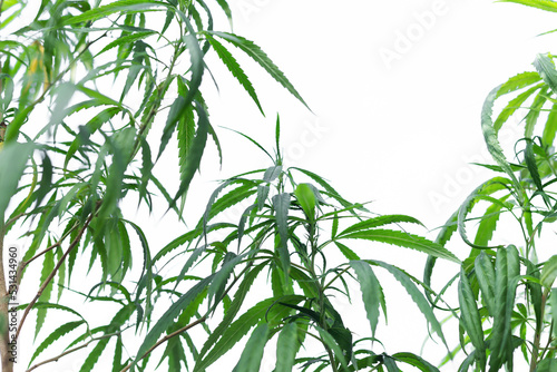 Marijuana grows from the soil  isolated on a white background