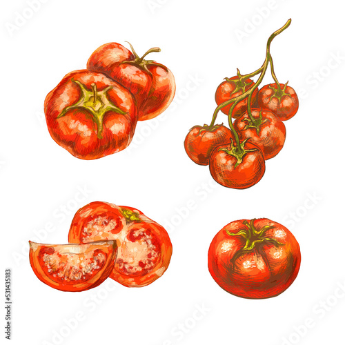 Bright colorful sketches of tomatoes on white