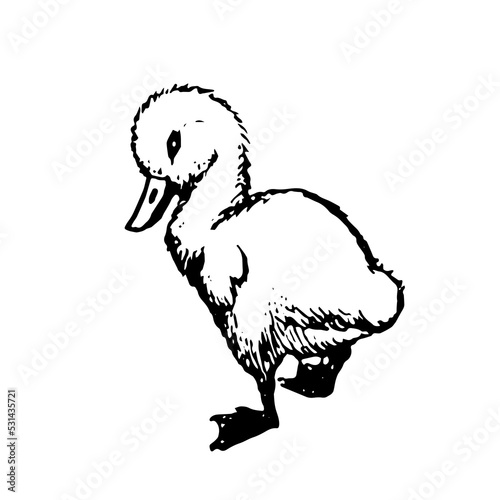 Baby swan vector illustration isolated on white background