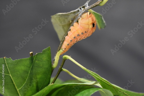 Spicebush Swallowtail (Papilio troilus) caterpillar changing into chrysalis on stem  photo