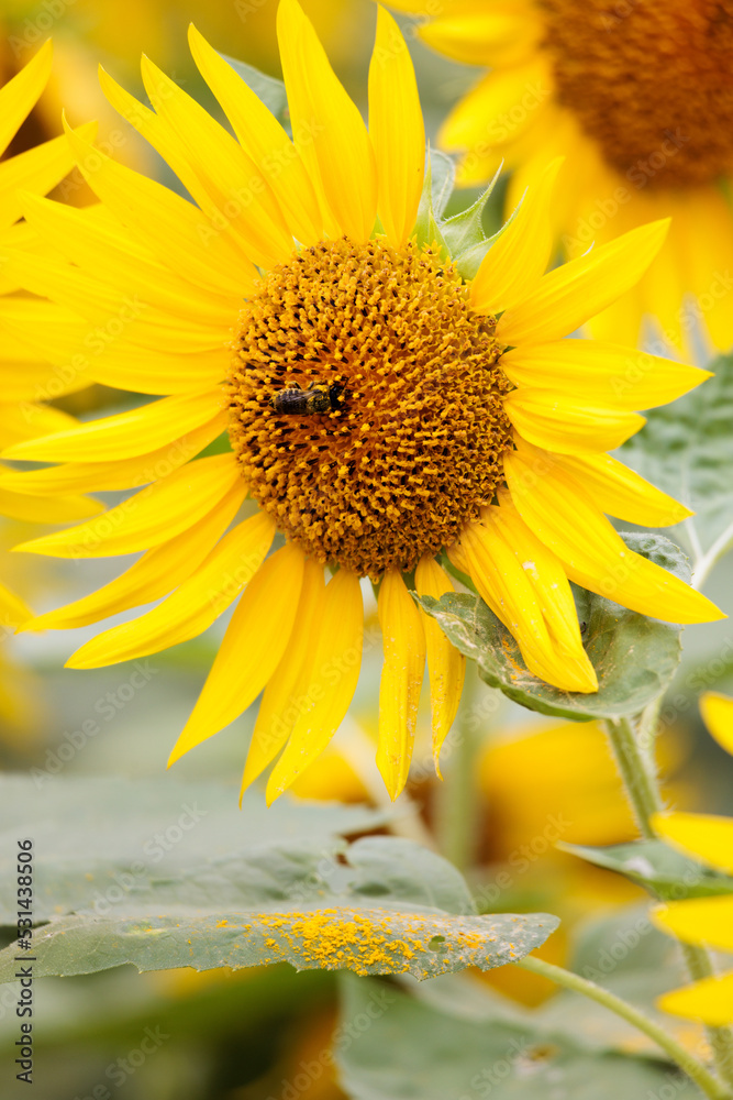 Naklejka premium ひまわり畑