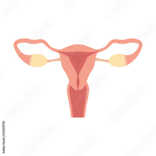 Female reproductive system icon. Vector illustration.