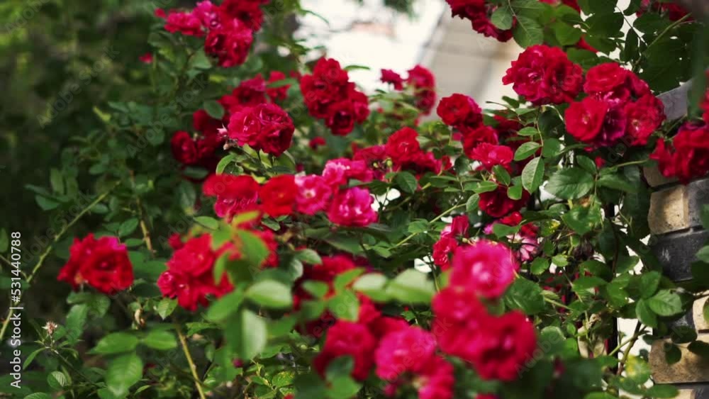 Close up many buds of pink rose at the bush. Background with beautiful pink flowers Close up many buds of pink rose at the bush. Background with beautiful pink flowers