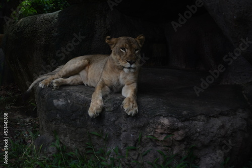 lioness in the zoo