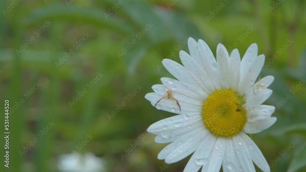 Chamomile close-up. Chamomile flowers close up. Beautiful chamomile flower close-up Chamomile close-up. Chamomile flowers close up. Beautiful chamomile flower close-up
