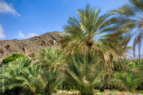 The Wadi , one of the most famous as well as beautifull wadi (valleys) in Oman