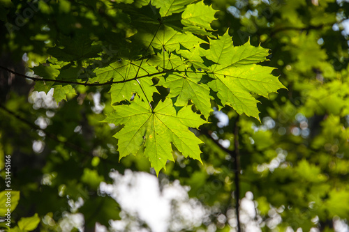 Maple green leaves on a branch