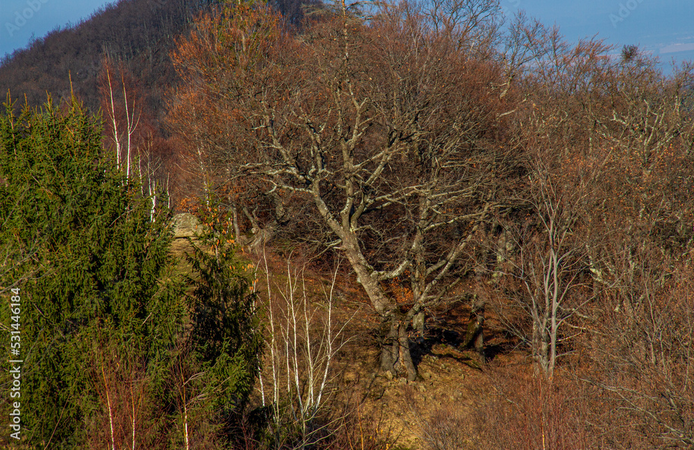 Obraz premium trees in autumn