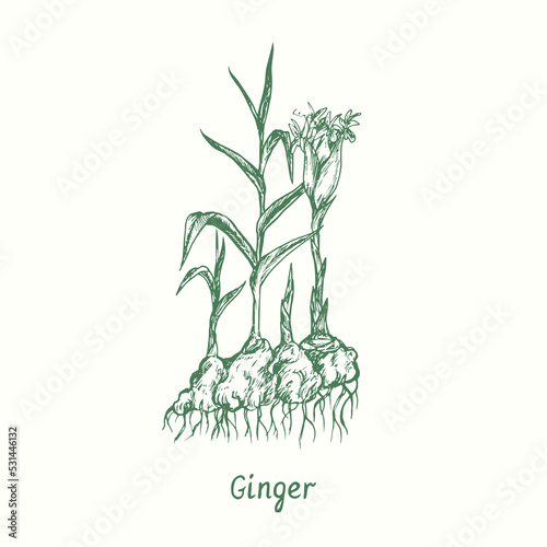 Ginger (Zingiber officinale) plant, root and leaves.  Ink black and white doodle drawing in woodcut style