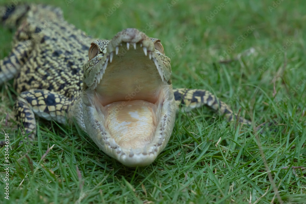 Naklejka premium Crocodylus porosus Ferocious Estuarine Crocodile