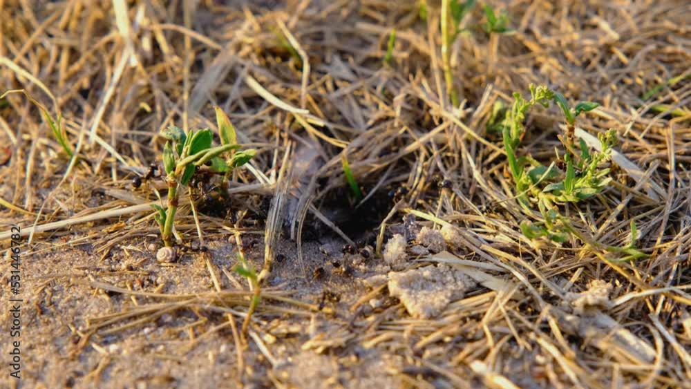 Ants close-up. Ant colony. Black ants. Ants teamwork. Ants close-up. Ant colony. Black ants. Ants teamwork.