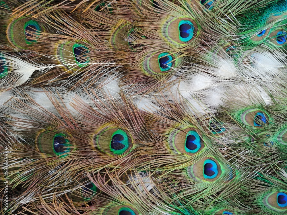 Fototapeta premium peacock feather close up