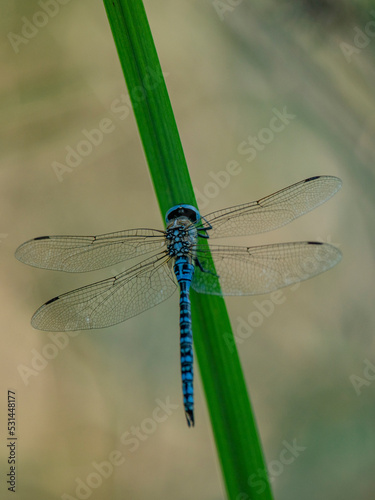 Anax empereur