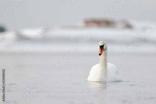 Fototapeta Naklejka Na Ścianę i Meble -  Mute swans swimming in the ice cold water with icy and snow covered island on the background.