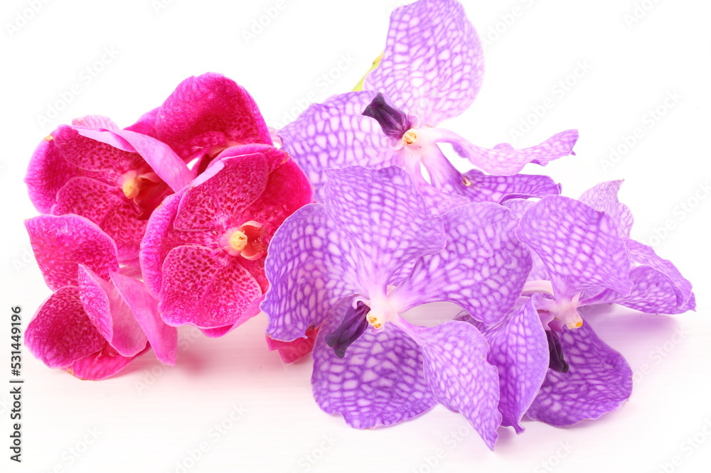 Pink and purple orchid flower isolated on white background Pink and purple orchid flower isolated on white background