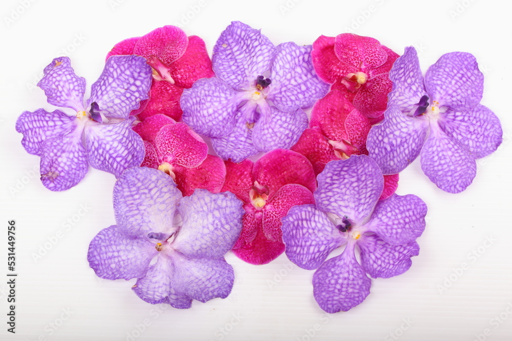 Pink and purple orchid flower isolated on white background Pink and purple orchid flower isolated on white background