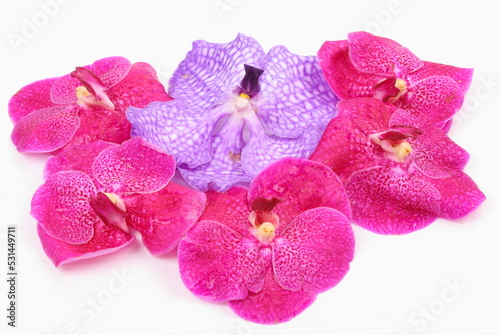 Fototapeta Naklejka Na Ścianę i Meble -  Pink and purple orchid flower isolated on white background