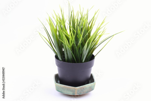 The artificial agave in the pot on white background