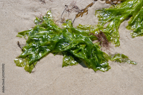 Close up of sea lettuce in the sand at low tide in the wadden sea, Ulva lactuca photo