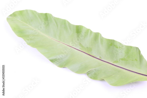 Green Leaf Background on white background