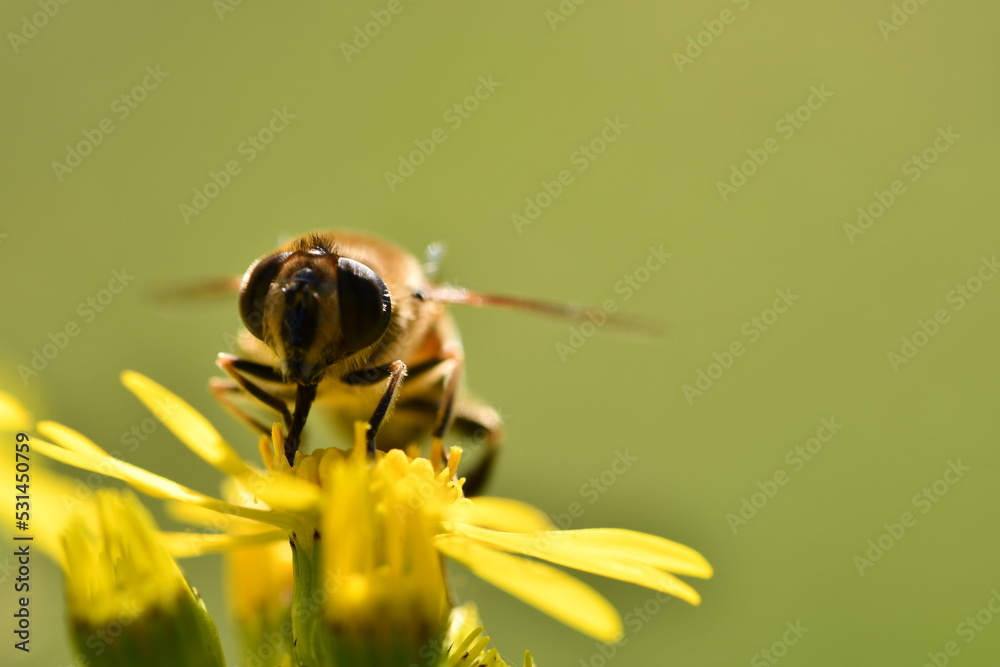 fly on yellow flower, Kilkenny, Ireland fly on yellow flower, Kilkenny, Ireland