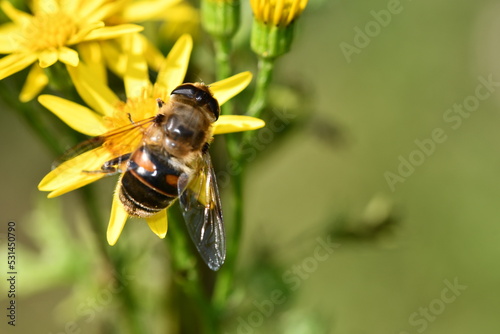 fly on yellow flower, Kilkenny, Ireland © Audrius