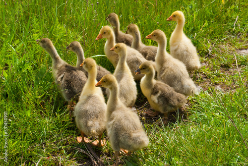 many little ducklings 