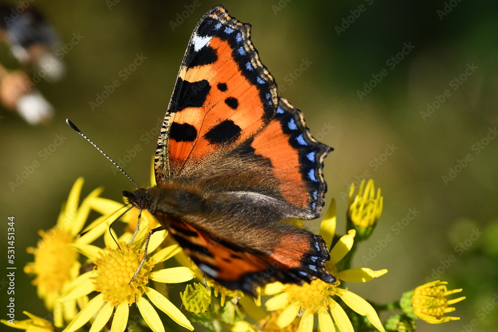Fototapeta premium Small Tortoiseshell (Aglais urticae) butterfly on flower, Kilkenny, Ireland 