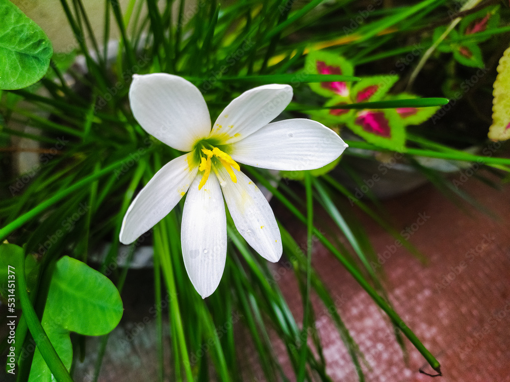 Fototapeta premium Zephyranthes candida, with common names that include autumn zephyrlily, white windflower, white rain lily, and peruvian swamp lily, is a species of rainlily