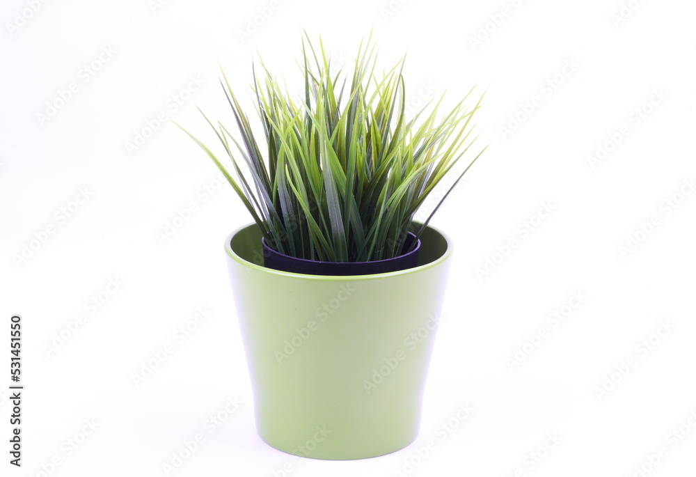 The artificial agave in the pot on white background