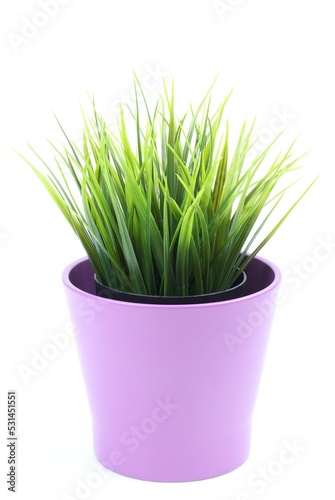 The artificial agave in the pot on white background