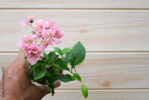 A man holding a bougainvillea tree in the pot