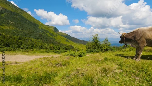 Panorama from mountain to cow. Slowmo