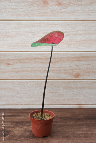 Caladium bicolor plants or Keladi Cat Tumpah in Malaysian language. Beautiful leaf with green and  red   color . Commonly use for home decoration.