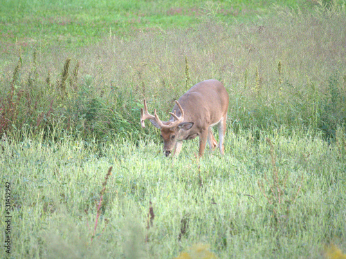Whitetail deer in the field