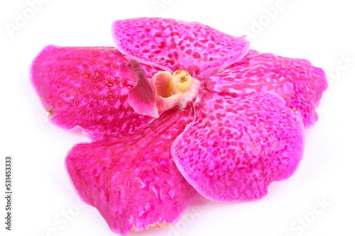 Pink orchid flower isolated on white background