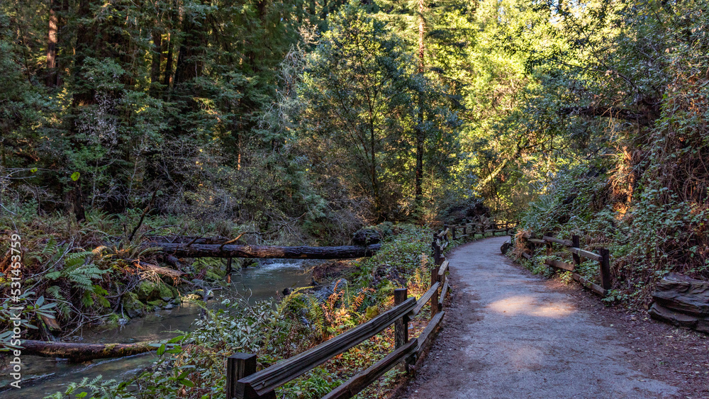Obraz premium path in the forest