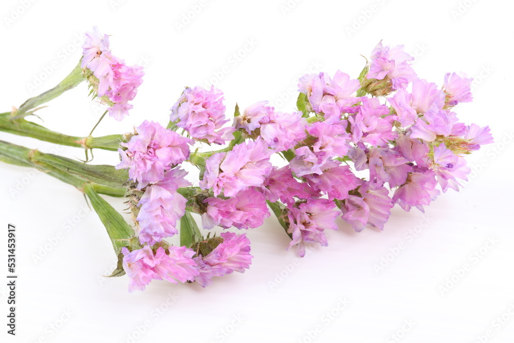 Pink Linonium on white background Pink Linonium on white background