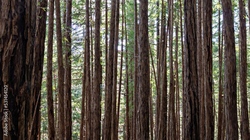 trees in the forest