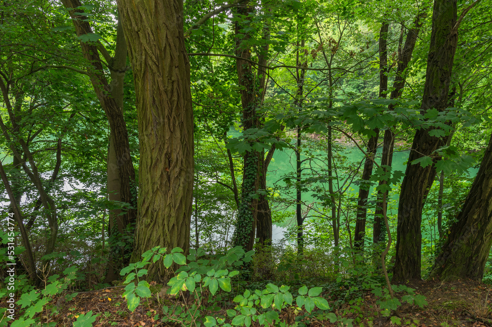 Emerald Lake barely visible through the trees, Szczecin, West Pomeranian Voivodeship, Poland, Central Europe Emerald Lake barely visible through the trees, Szczecin, West Pomeranian Voivodeship, Poland, Central Europe